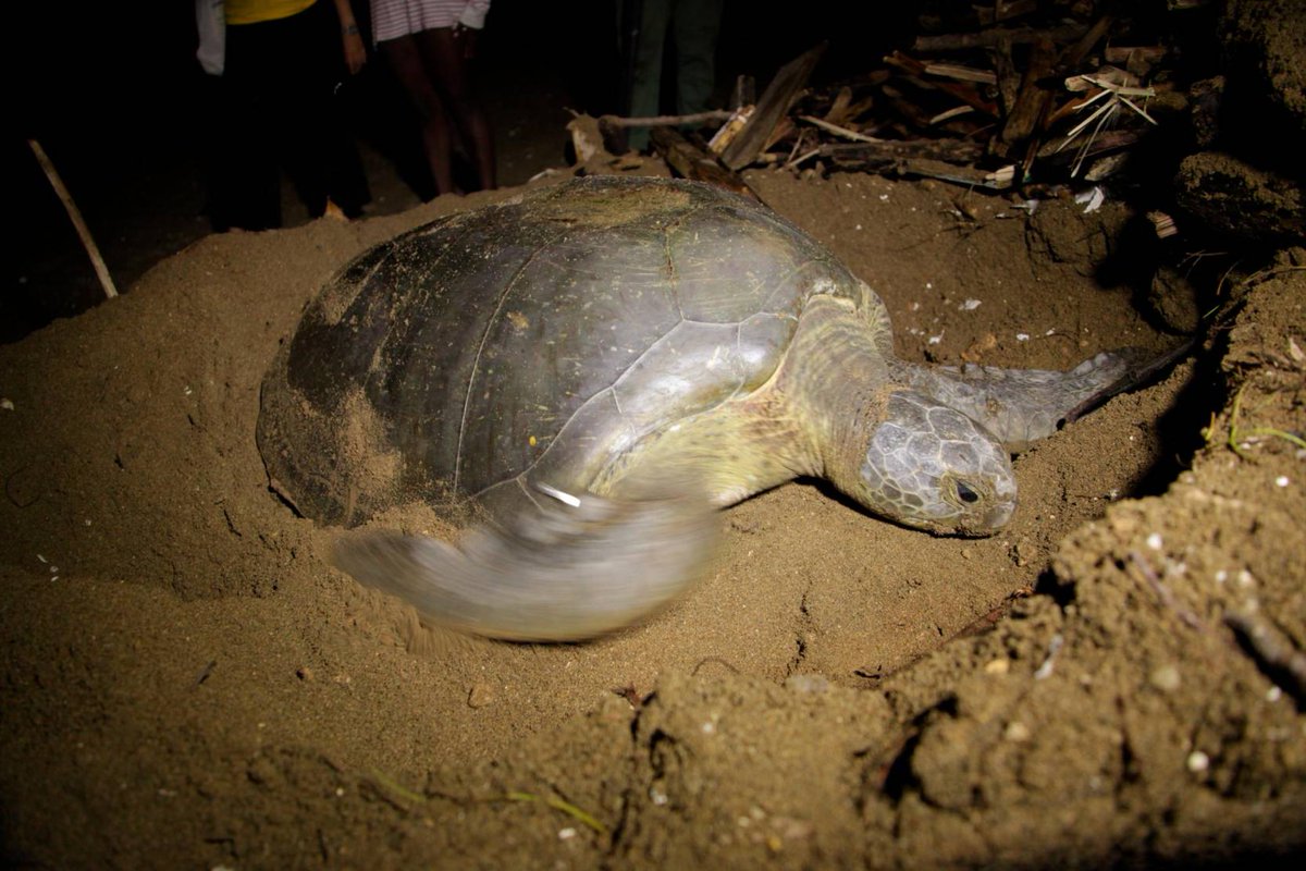 GazcueesArte's tweet photo. Jaira regresa 6 años después para anidar en playa Güibia
https://t.co/1iVqF7Ae3g
.
.
@OmarShamirReyno @Anamar_RD @ambienterd @IUCN @mdelcid #Jaira #Tortuga 🐢 #Playa 🏖 #Guibia #GazcueEsArte https://t.co/busbZ9dEYH