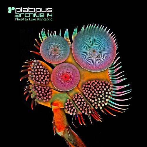 GaiBarone's tweet photo. Taken from the mighty Platipus Archive : my Cuboid remix of Art of Trance - Ultrafoxx #soundifferent #patternswantyou https://t.co/UqVixnJ4Ey #patterns https://t.co/ScWtaFXNgF