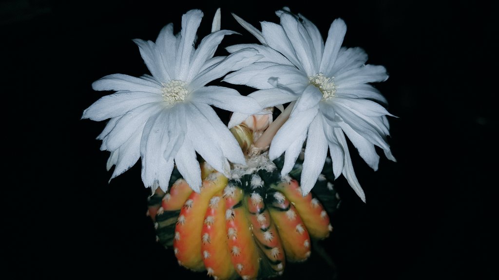 Yodtawan2's tweet photo. 🌻ยอดตะวัน🌻
#แคคตัส #กระบองเพชร #รักแคคตัส #CactusTweets #Cactus #cacti #cactusontheroof #cactusflower #Flowers #flowerlove #flowerstagram #flowerphotography #flowerreport #flower #ดอกไม้สวย #cactusclub #cactos #cactuseros
#cacto #cactusflower #cactusthailand #cactuslove https://t.co/N9c6tSAqft