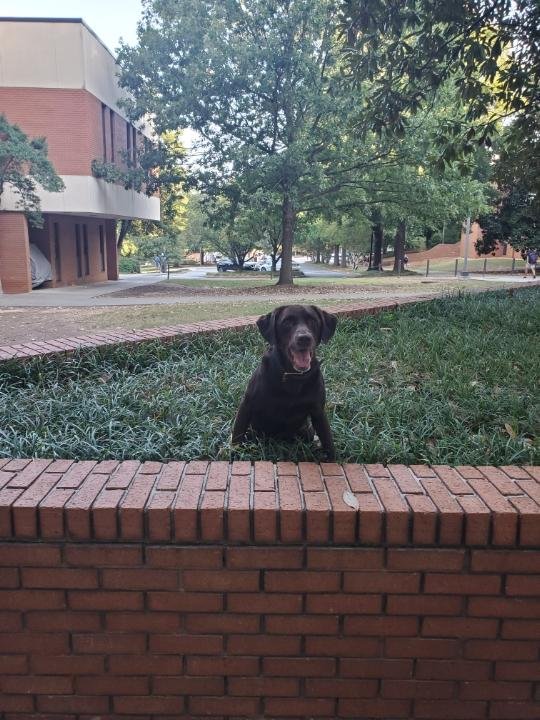 CU_Police's tweet image. It's "Where is Woodrow Wednesday?" Good luck and have a great day.
#cupd #experiencesafety #clemsonpublicsafety