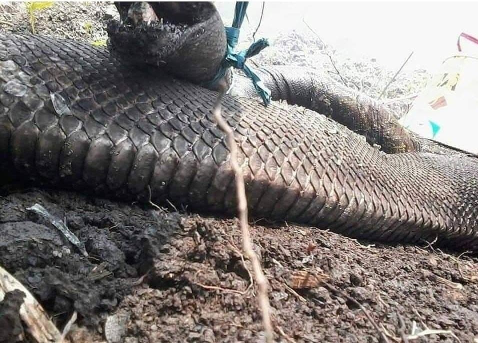 Seekor ular mirip anakonda dijumpai mati akibat pembakaran hutan di Kaliman...