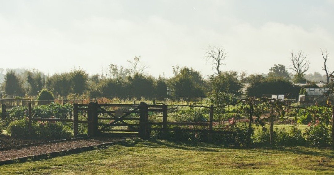 Our kitchen garden and farm … full of September harvest … ow.ly/oajO50vzrml