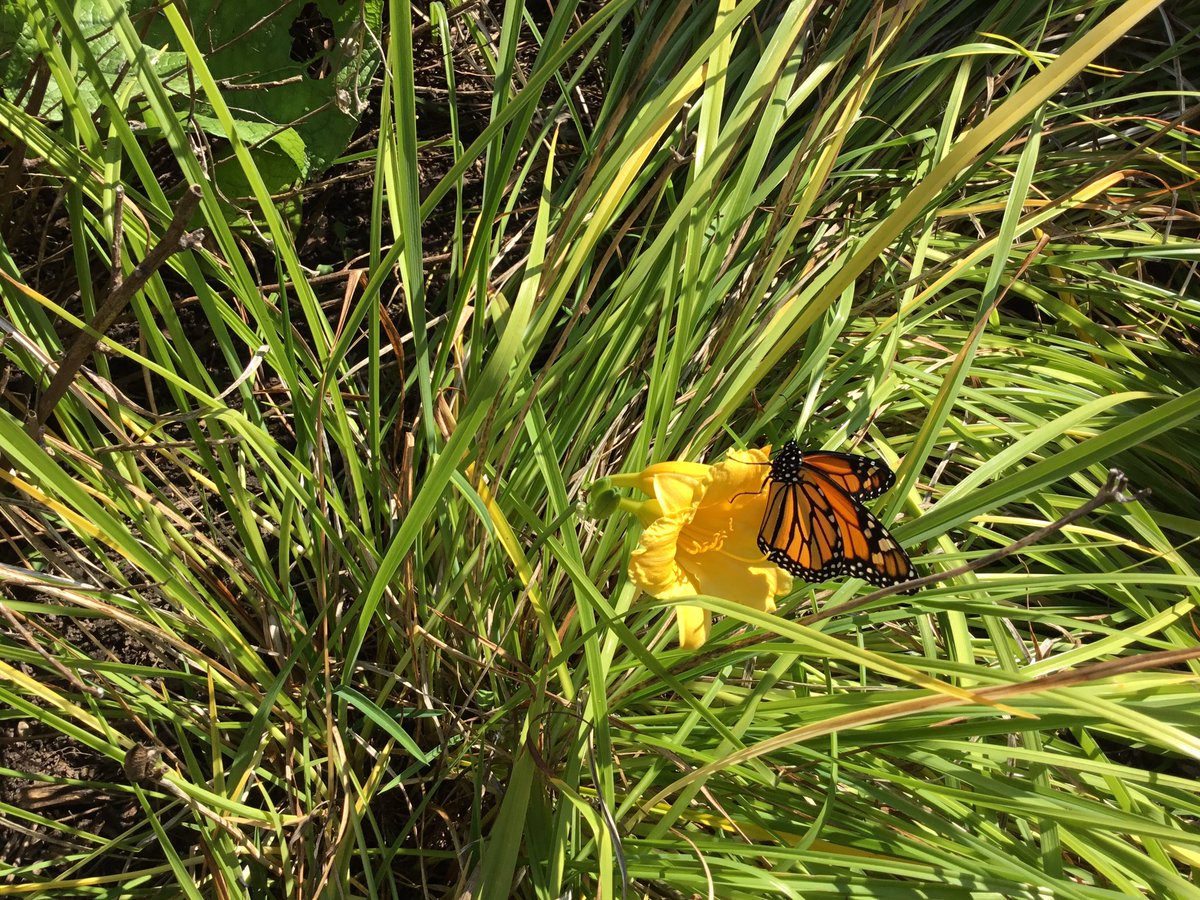 flomunchkins's tweet photo. And our 2 nd butterfly hatched. It’s another boy! https://t.co/NfnePmKklY