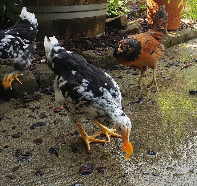PamsBackyard's tweet photo. The young crew had a great time exploring the garden while I was doing some watering and cherry tomatoes quickly became a favorite! #pamsbackyardchickens #mottledjava #javachicken #easteregger #eastereggerchicken #raisingchickens #backyardflock #backyard… https://t.co/G2g3rtttEy https://t.co/6mFHhStLtF