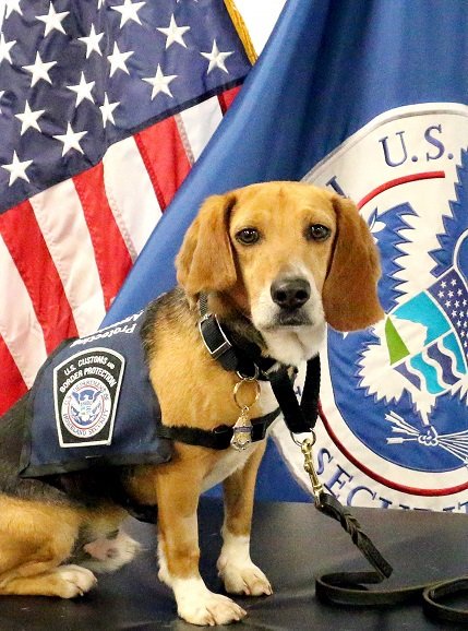 CBPSoutheast's tweet photo. Recently, @CBP welcomed @MichelleBoudin featuring "Murray" a valuable #Beagle on the Front line at @ATLairport protecting the U.S.  🇺🇸🐕 Learn more at https://t.co/XVkd2Hvrhn #Beagles https://t.co/X50hmETKgT