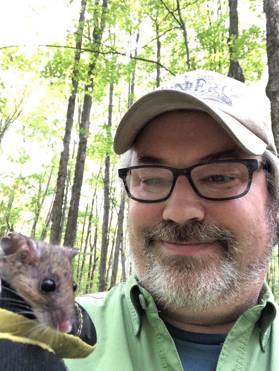 gsabrinus's tweet photo. As a scientist, I don’t get attached to my study organisms. As a human, I do. This one is my favorite mouse, 8161. She was the first & last mouse I caught on this grid this year. She was a tiny juvenile in June and look at her now! @NDFieldEcology #fieldwork #micematter #popeco https://t.co/tX3met8GDn