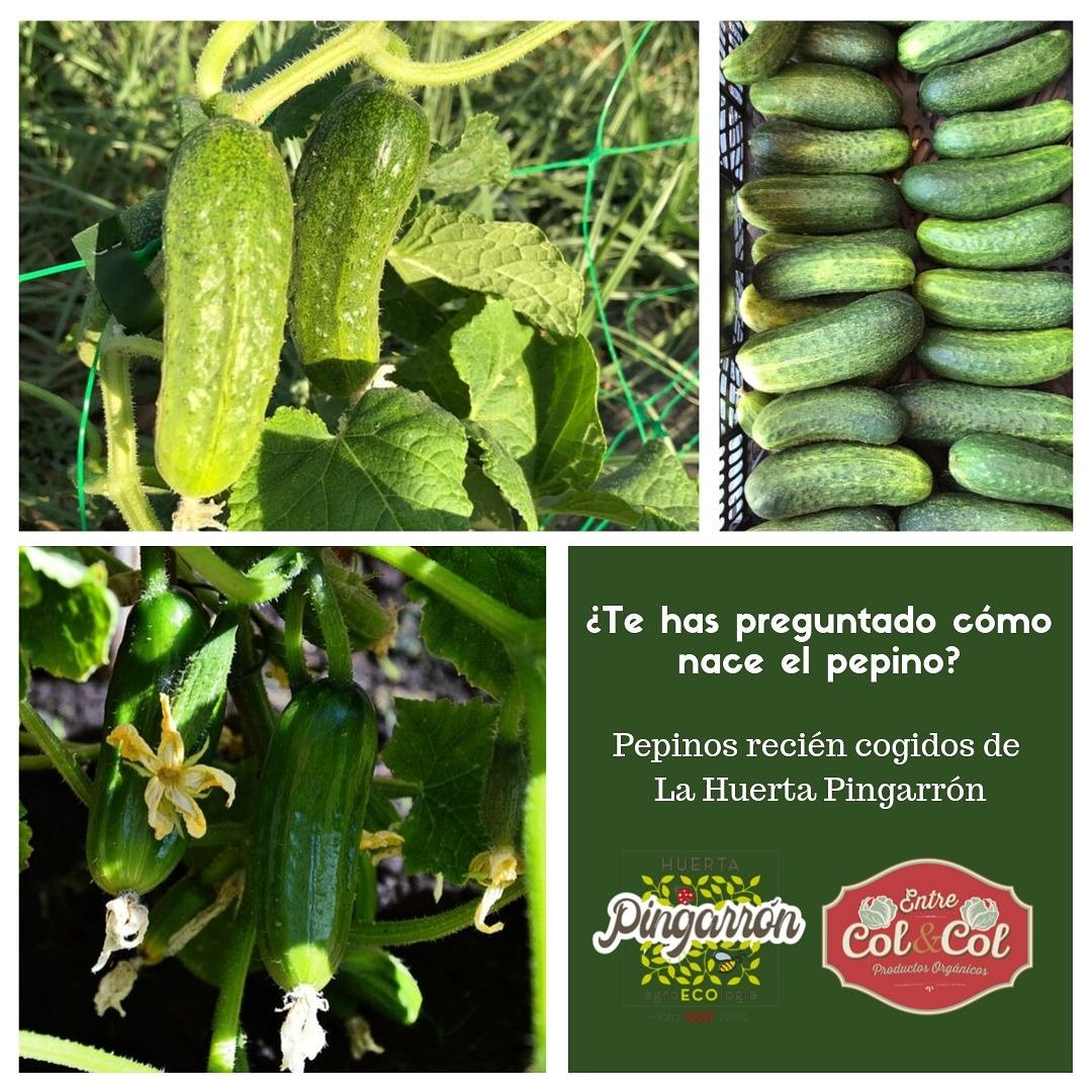 El pepino es uno de los reyes de las dietas adelgazantes, eso es porque es muy rico en agua, favorece el impulso nervioso y la salud celular. Además, contiene ácido fólico, vitamina C, calcio, hierro, magnesio, fósforo, potasio y zinc.