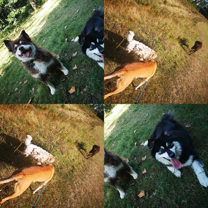 marcio23020455's tweet image. Such lovely bums and faces....
#differentdogs #dogbreeds #sizesandshapes #dogbums #beautifulday #dogknowscsl #dogwalkerlondon #dowhatyoulove #dowhatmakesyouhappy