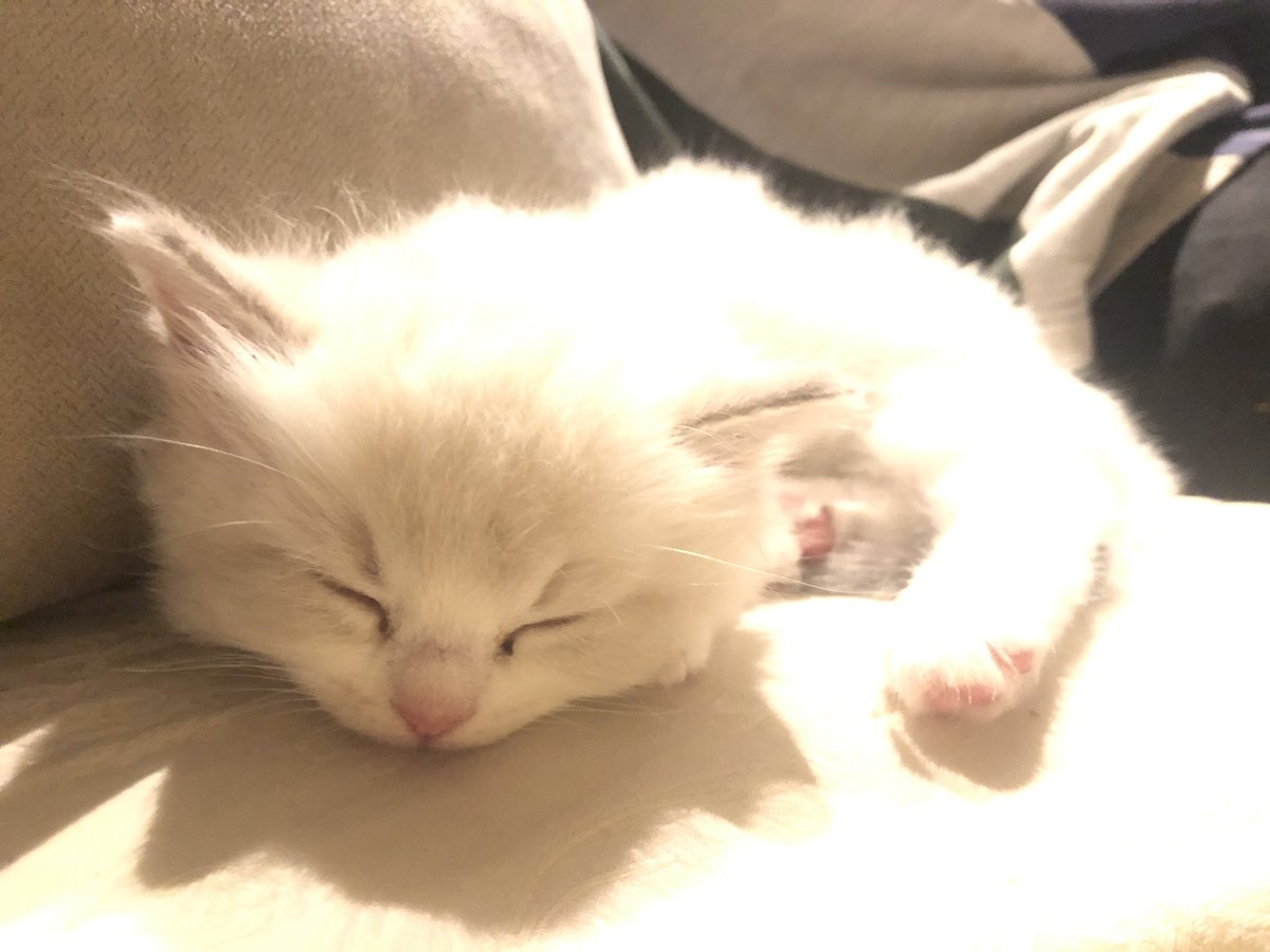 emaleejeanm's tweet photo. Hello Twitter. Let me introduce you to Peggy Iris, love of my life. https://t.co/4DKMuunSnA