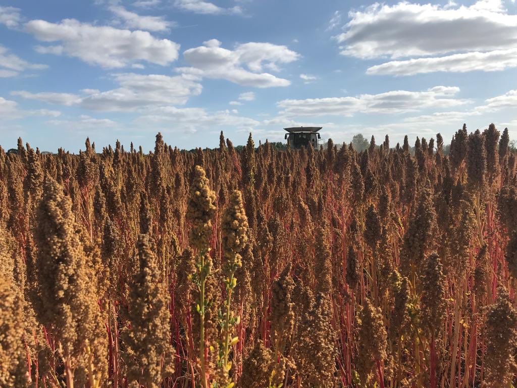 Hodmedod's tweet media