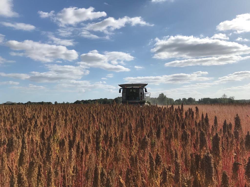 Hodmedod's tweet media