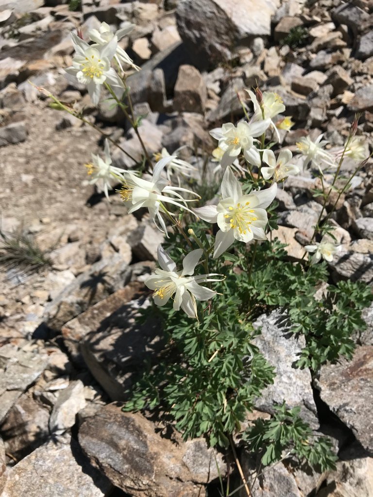 Usfs Hashtag On Twitter - 