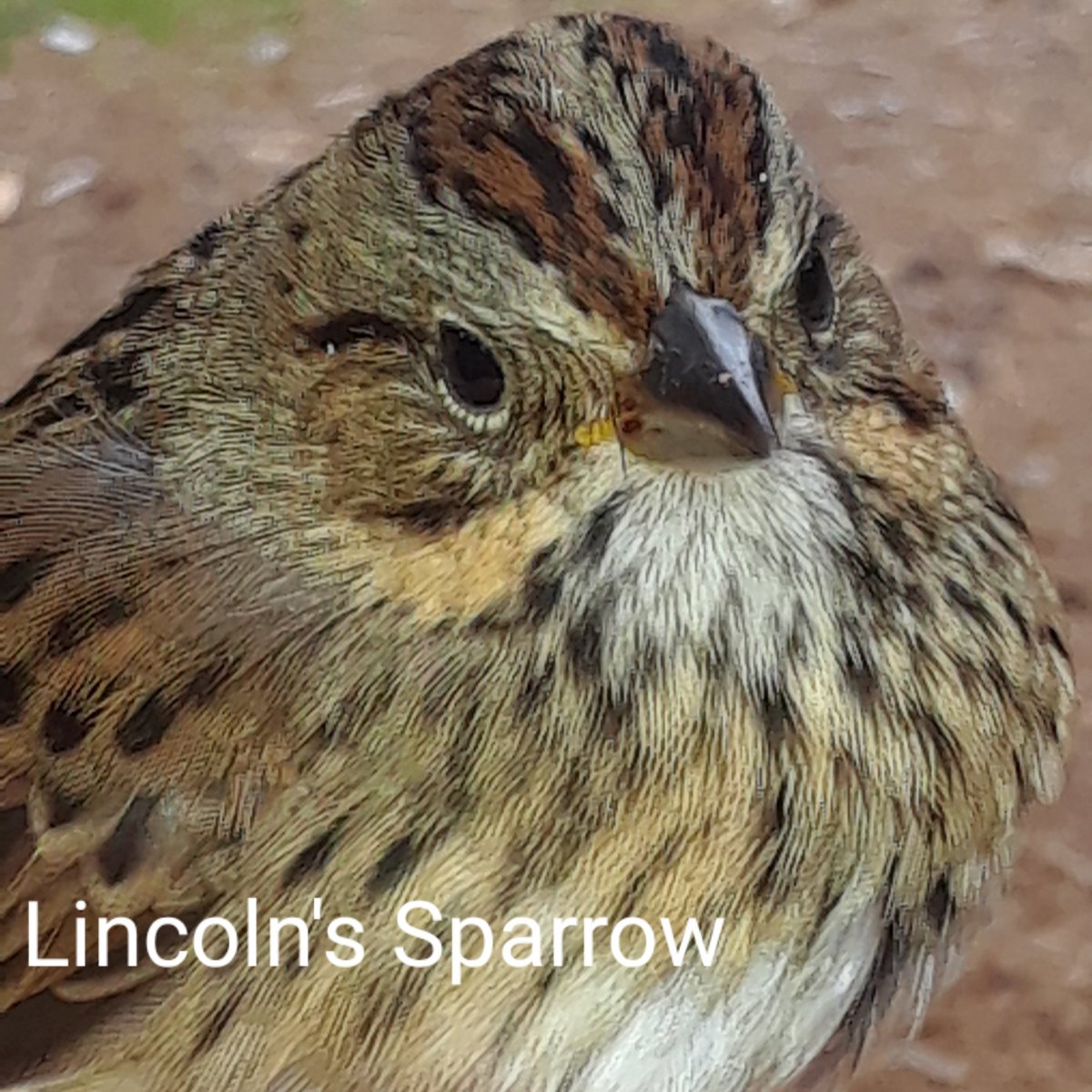 Lincoln's Sparrows are very secretive during migration and can be a tough bird to see, but they are strikingly crisp when you actually get a good look at one, having it in the hand certainly helps.