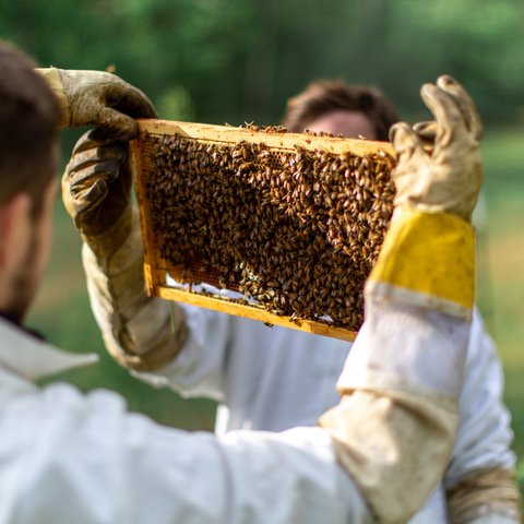 milehighcre's tweet photo. Unico Expands Pearl Street Sustainability Efforts with Beekeeping Initiative - https://t.co/zYCAldGTPT | via @MileHighCRE #cre https://t.co/nFQo2sjTsC