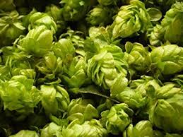 MistressBrewing's tweet image. Check out our hops!  Can you believe this is what goes into our milkshake IPA?  #goodbeerbehavingbadly #localhops #hoplife