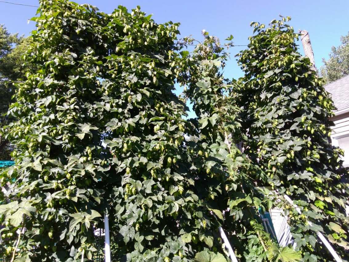 MistressBrewing's tweet image. Check out our hops!  Can you believe this is what goes into our milkshake IPA?  #goodbeerbehavingbadly #localhops #hoplife