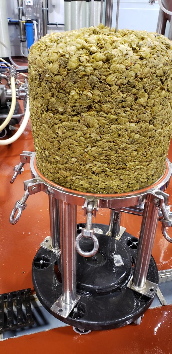 MistressBrewing's tweet image. Check out our hops!  Can you believe this is what goes into our milkshake IPA?  #goodbeerbehavingbadly #localhops #hoplife