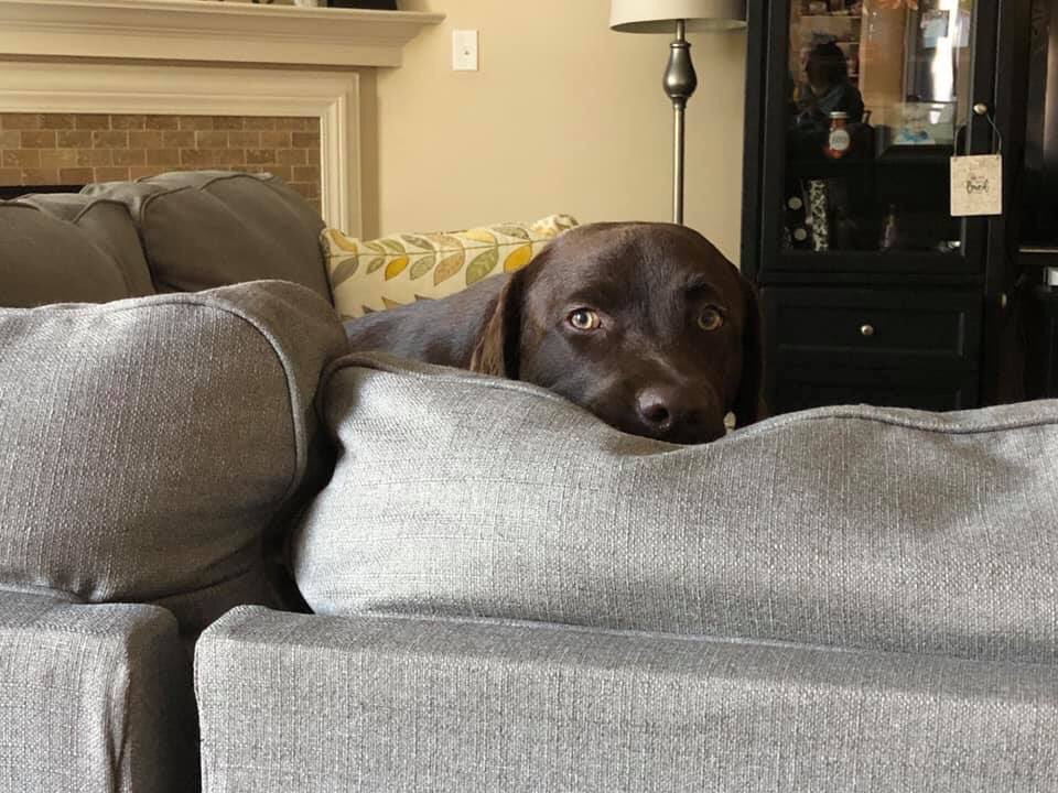OurGeorgiaBelle's tweet photo. Dog friends!!! Help me!!! My people have gotten out all these scary new things. This one they call a pumpkin, but it’s terrifying! There’s even this thing called a mummy that moves and makes noises! Someone save me! #dogsoftwitter #GeorgiaBelle https://t.co/RuRtr8vkmz