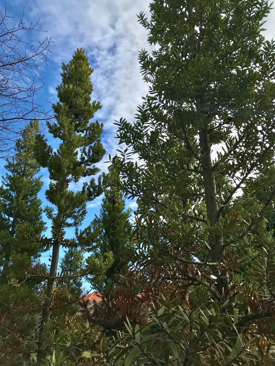 Adrian Paterson (@darwinnernz) on Twitter photo Kauri drag a lot of carbon out of the atmosphere for us. Postgrad Jacque Bennett <a href="/Jacquebennett94/">Jacque Bennett</a> tells us about the good work they do and the risk that they now face in a new <a href="/ecolincnz/">Ecology<a href="/LincolnUniNZ/">Lincoln University</a></a> article at lincolnecology.org.nz/?p=4539 @LincolnUniNZ Kauri drag a lot of carbon out of the atmosphere for us. Postgrad Jacque Bennett <a href="/Jacquebennett94/">Jacque Bennett</a> tells us about the good work they do and the risk that they now face in a new <a href="/ecolincnz/">Ecology<a href="/LincolnUniNZ/">Lincoln University</a></a> article at lincolnecology.org.nz/?p=4539 @LincolnUniNZ