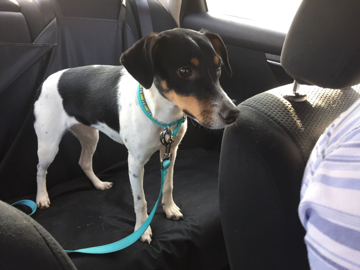 hannahonhorizon's tweet photo. Hi everyone, meet Liara!
https://t.co/H80G60OoSB
@USBloggerRT @sunshineblogrt @allthoseblogs @lifestyleblogs_ #BloggerLoveShare #InfluencerRT #teacupclub #littlebloggerrt #theclqrt #bloggerstribe @BloggingBabesRT #trjforbloggers https://t.co/GXeDeE4lW8