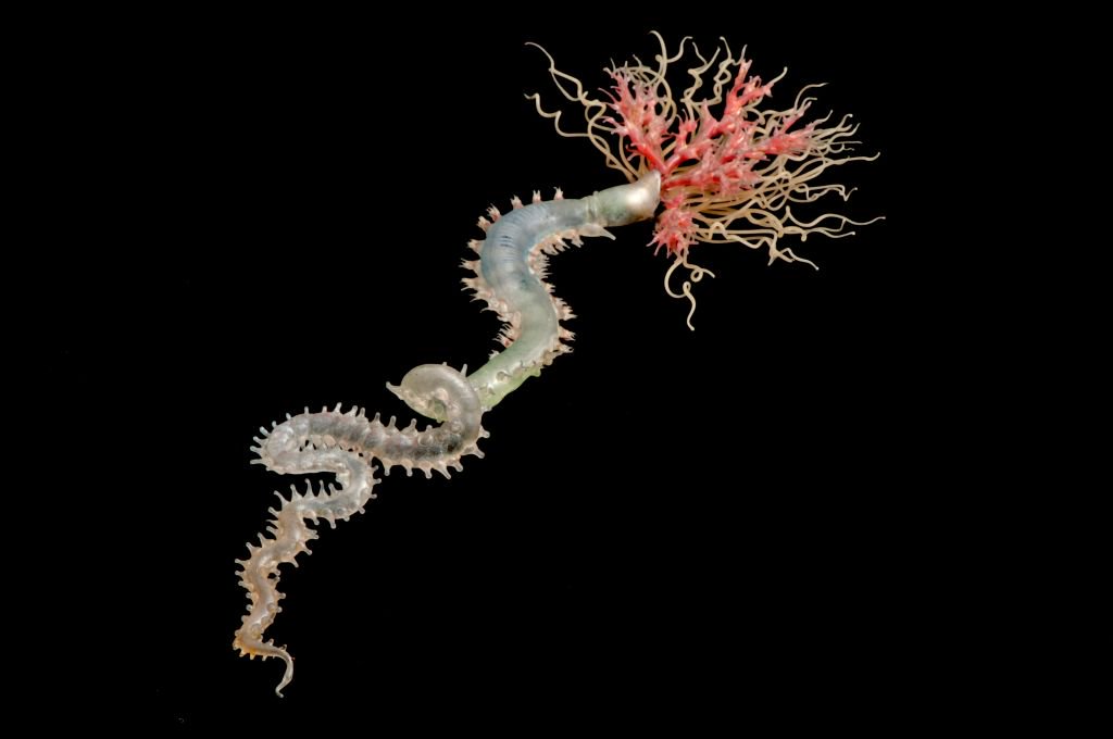 DrewHarvell's tweet photo. For #WormWednesday I'm presenting two of our #Blaschka #ASeaofGlass polychaete worms, the terebellids Pista cretacea and P. cristata shown with its tube, also in glass and embedded sand grains. Photos by Claire Smith https://t.co/DgD58CKc15