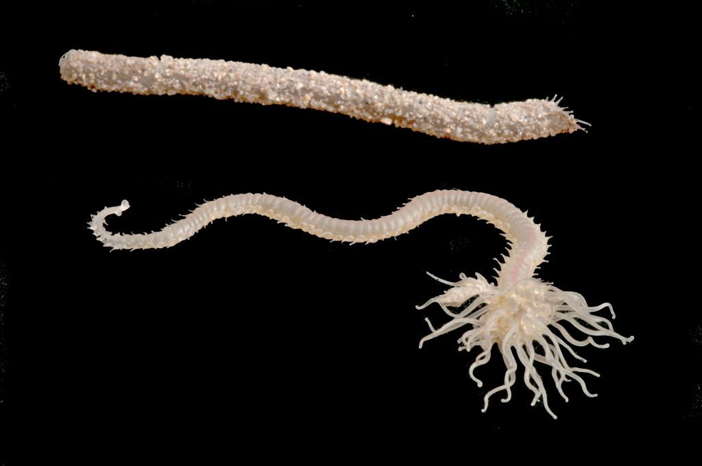 DrewHarvell's tweet photo. For #WormWednesday I'm presenting two of our #Blaschka #ASeaofGlass polychaete worms, the terebellids Pista cretacea and P. cristata shown with its tube, also in glass and embedded sand grains. Photos by Claire Smith https://t.co/DgD58CKc15