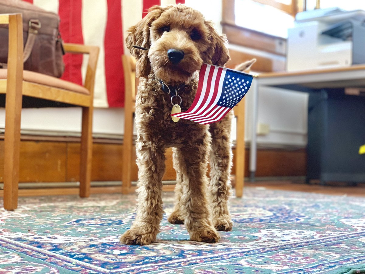 RCDiMezzo's tweet photo. show up to your town’s caucus and you might just see this patriotic pup there ready to greet (lick) you!!! https://t.co/Z6HnAMlMUW