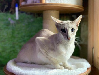 MissingPetsGB tweet picture