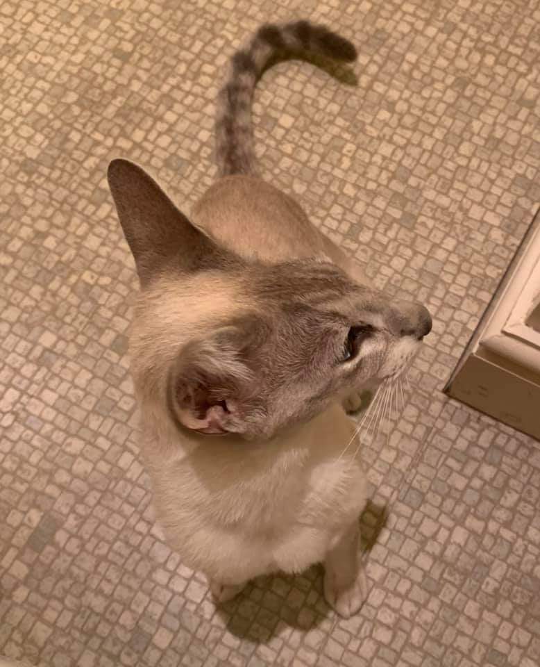 MissingPetsGB tweet picture