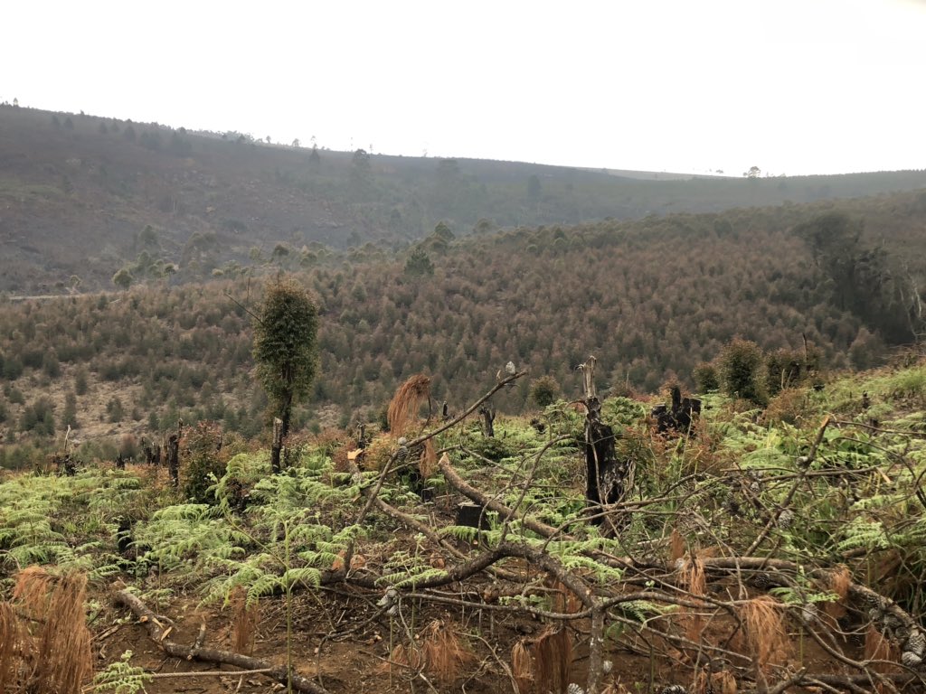 Mbob30's tweet photo. What a story! What trail running looks like #Zomba #Malawi #RUN265 #Run4Reforestation #ZombaForestLodge #ZombaTreez visit us; https://t.co/G0WqL6UOpw ๐ณ๐๐พ ๐ฒ๐ผ https://t.co/DtC4YIIhGv