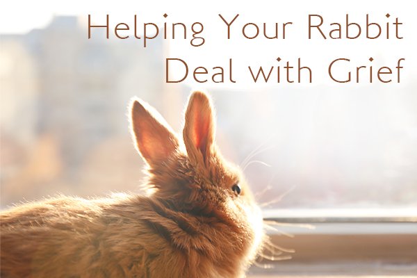 SmallPetSelect's tweet photo. The loss of a rabbit can be emotional for both you and your surviving rabbit. Here are some effective ways to help your rabbit deal with grief and sadness.
https://t.co/ANe6LKqEMx
#smallpetselect #rabbitgrief #rabbitlostmate #grievingrabbit #helpmybunny #sadrabbit #sadbunny https://t.co/uQwiK0q3ND