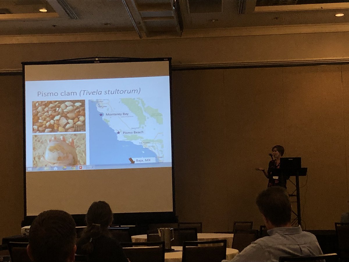 MadelynRoycroft's tweet photo. @msmollusc provides an update on her research as a Master’s student at @CalPoly on #PismoClam population status, habitat associations, spawning timing #Shellfish73 https://t.co/NZbwQTqS3U
