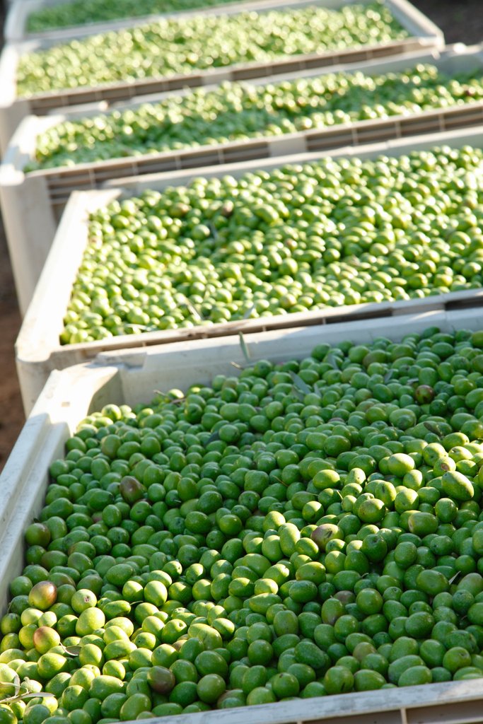 It’s harvest season for California Ripe Olive growers across the state. Tons of olives are starting their journey from the tree to your table!