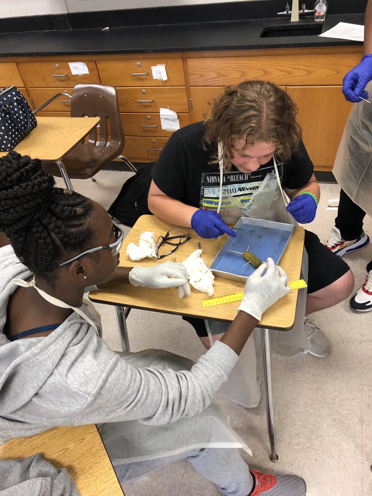 bioshemesh's tweet photo. Dill? Half-Sour? #PickleDissection to practice lab technique and terminology #TrumanScience #btsdtigers https://t.co/6RXVM0dcAb