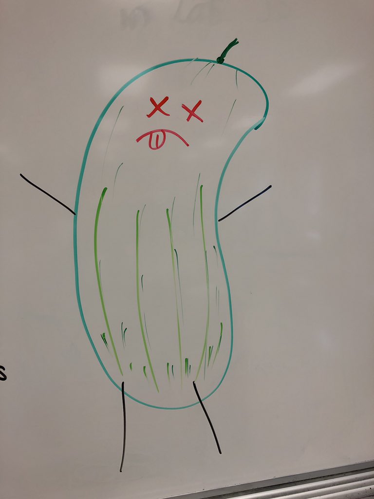 bioshemesh's tweet photo. Dill? Half-Sour? #PickleDissection to practice lab technique and terminology #TrumanScience #btsdtigers https://t.co/6RXVM0dcAb
