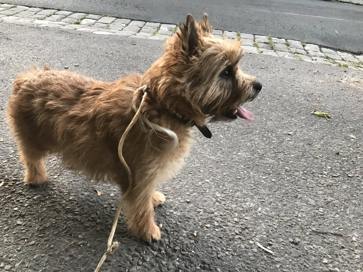 Abeillejb's tweet photo. La magie Twitter : trouvé deux Cairn Terrier a Nesles la Vallée, vous les connaissez ? MP please ! https://t.co/NE8iBD2BMB