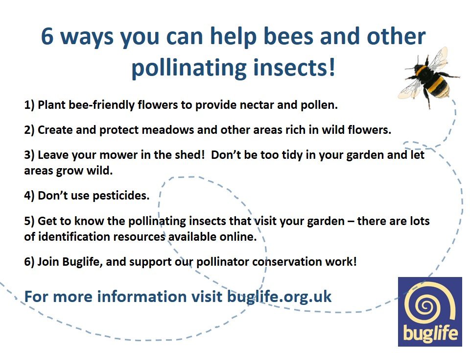 Here are six things you can do right now to help bees, hoverflies, butterflies &amp; other pollinating insects!
#WednesdayWisdom
