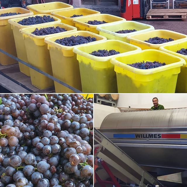 VinsHubertMetz's tweet photo. Et si on finissait avec les pinots gris? It's pinot day 😉👍🍇😊🚜 #drinkalsace #drinkpinot #winery #winelover #alsacerocks #wine #alsace #vinsalsace #winemaking #vendanges2019🍇 https://t.co/MqqrcdvIfl