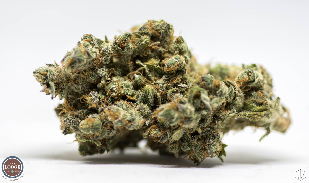 Be_One_Kind's tweet image. DNA Genetics developed Chocolope by crossing Chocolate Thai with Cannalope Haze to create their homage to the Chocolate strains of the 1980s. The hefty sativa buds give earthy, sweet coffee flavors that provide a dreamy, cerebral effect. 
📌 Our website: thelodgecannabis.com