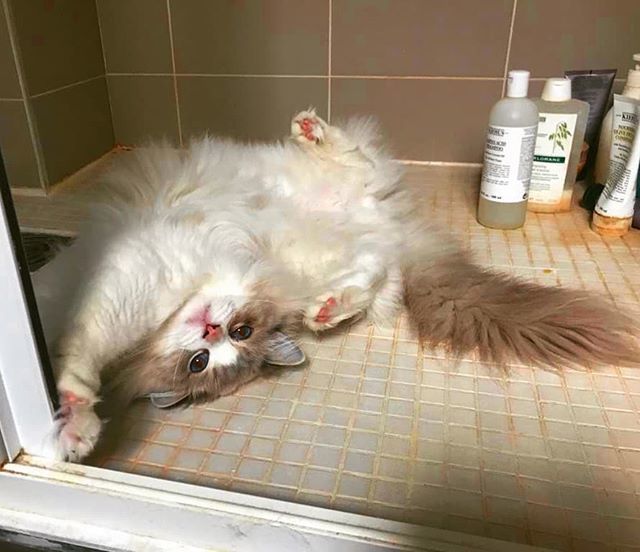 MonChatEstRoi's tweet photo. Nestor, petit client du 15e arrondissement de Paris visité par Lauryne, dans la douche et dans une position tout à fait improbable. Bref, c'est un chat ; il se fiche du qu'en-dira-t-on ! 😹👑
.
#MonChatEstRoi #Paris15 #chats #ragdoll
#ragdollcat #ragdo… https://t.co/BijLEhoqLp https://t.co/tbgI6X8h6N