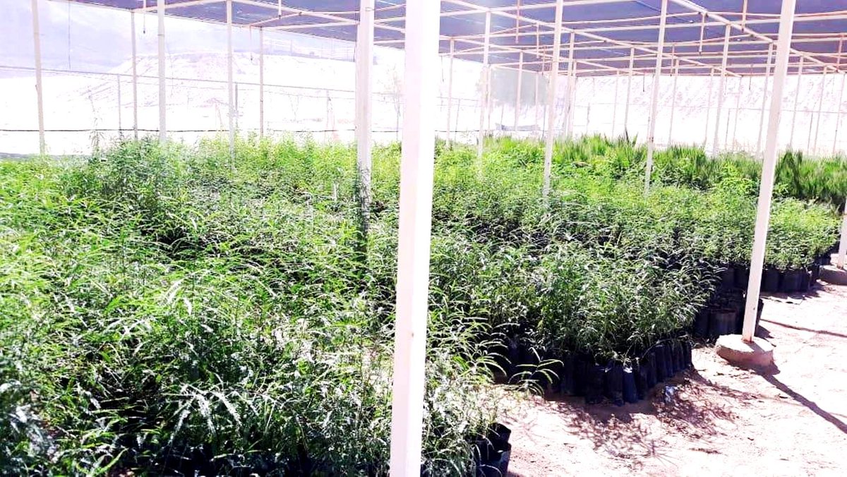 SPA_GobBC's tweet photo. Con base a los pronósticos de temperatura que se tienen para las siguientes semanas, la SPA en Mexicali reanudó su campaña de forestación mediante la cual se estarán donando plantas de especies como: mezquite sin espina, palo verde, piocha, acacia, palma, entre otras. https://t.co/F3UzN9QWhe
