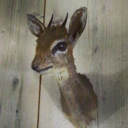 Dik dik! The tiny and amazingly cute little antelope only stands about 30cm high! This little isn’t on our website yet but he will be ready for rehoming in a few weeks! If you’d like to preorder him drop me a message! #Taxidermy #curio #curiosity  #dptaxidermy #odd #oddity #weird