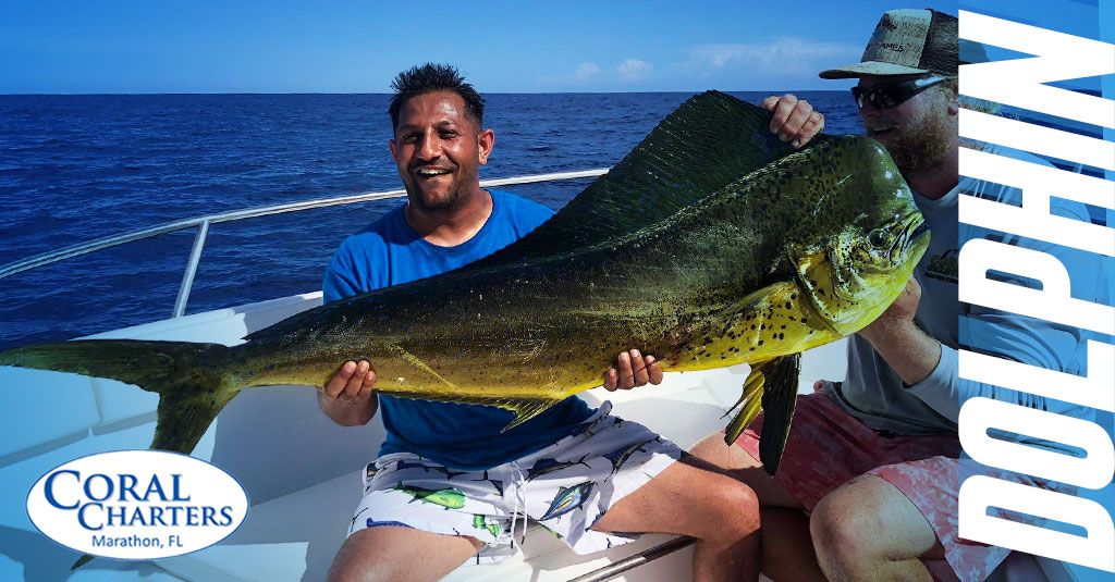 CoralCharters's tweet photo. Dolphin Aboard! Did you know that their average weight can be anywhere from 8 to 30 pounds?
#CatchOfTheDay #SaltLife #CoralCharters https://t.co/zrgO8PpHKo