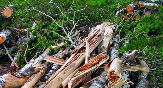 mnforestry's tweet image. Like thinking outside the box? Apply that creativity to the Woody Biomass Open Innovation Challenge! Deadline: Sept 20. Learn more: bit.ly/woody-biomass   #woodybiomass  #Problemspace