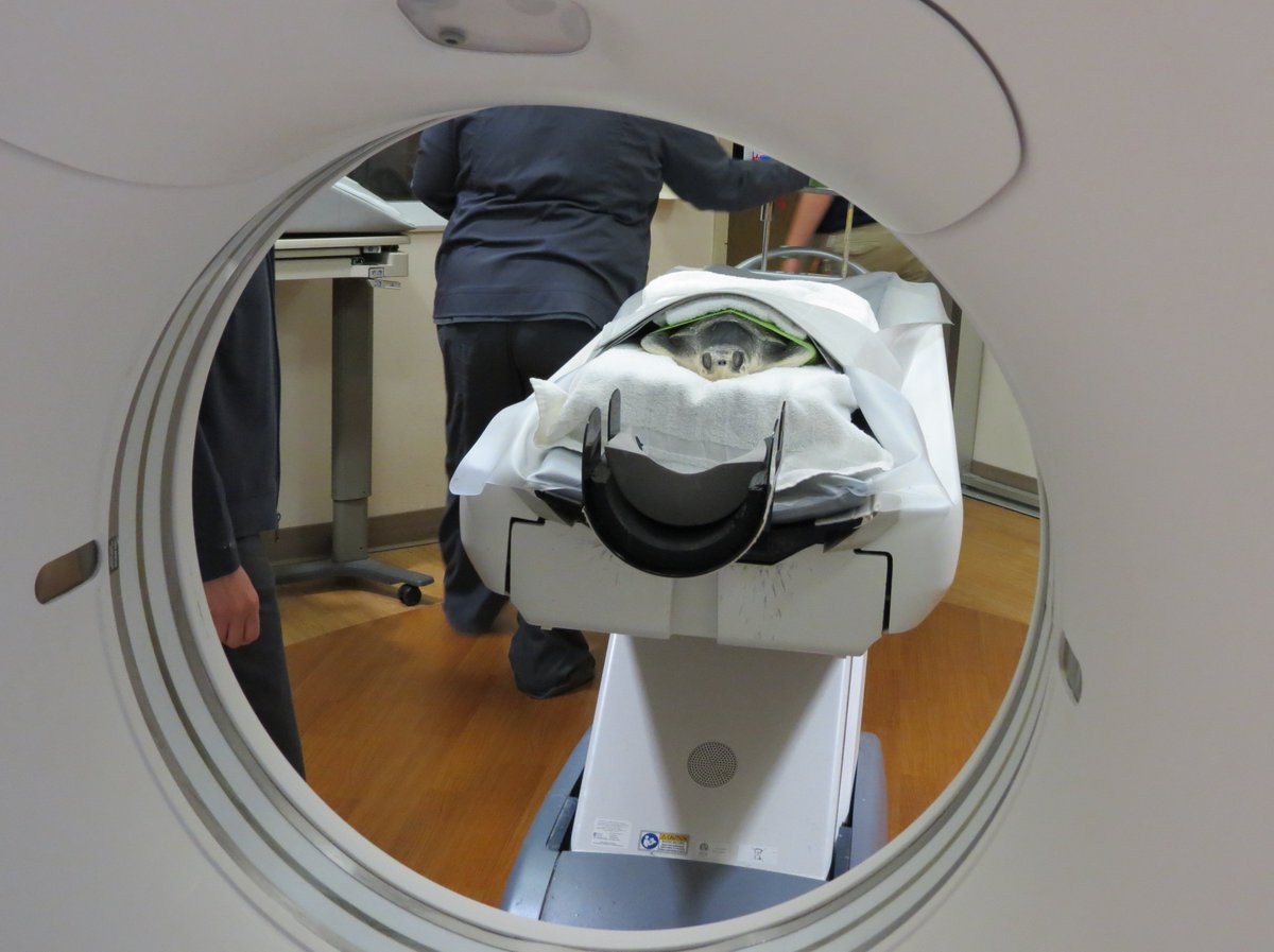 NCAquarium_RI's tweet photo. Thanks to the team at Sentara Albemarle Medical Center in Elizabeth City, the turtle had its scan yesterday morning. The images will help our veterinary team make decisions about this turtleโs future care needs.
#savingspecies #SavingAnimalsFromExtinction #AZA #conservation https://t.co/sTgKuyxz4N