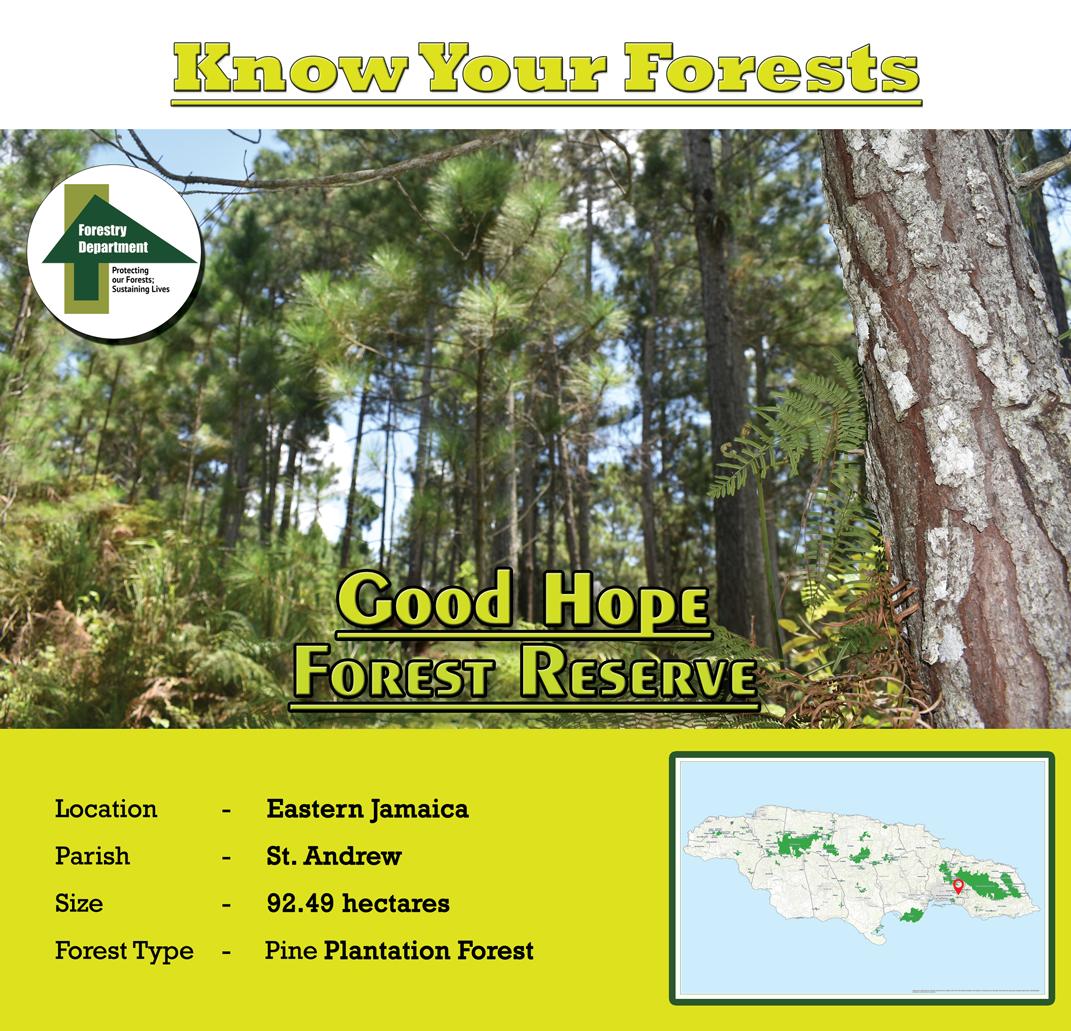 ForestryDeptJa's tweet photo. Hope is always a good thing. Have you ever heard of the Good Hope forest Reserve in St. Andrew?
#forestrydeptja
#forestsmatter
#knowyourforest https://t.co/KtSDTbFBkC