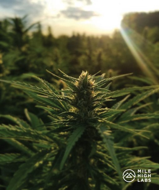 MileHighLabs's tweet photo. We are only as successful as the farmers we work with. Shout out to our partners in central Oregon for this incredible shot and happy harvest to all!
#cbd #MileHighLabs #cbdharvest #OregonCBD #cultivation https://t.co/qci8o7jAsU