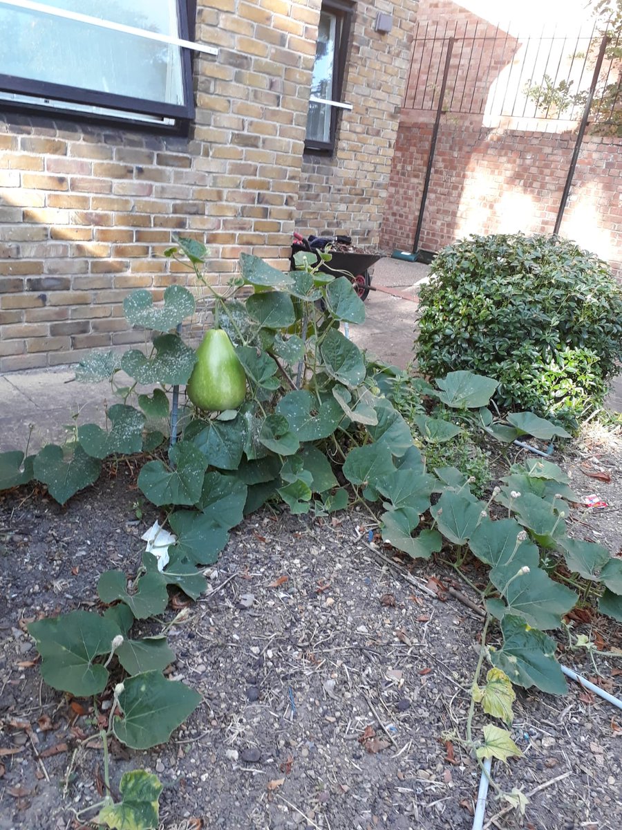 NPSLDN_WBH's tweet photo. Fesh fruit and veg planted by the residents and our lovely Zita https://t.co/vfzNMcRg7C