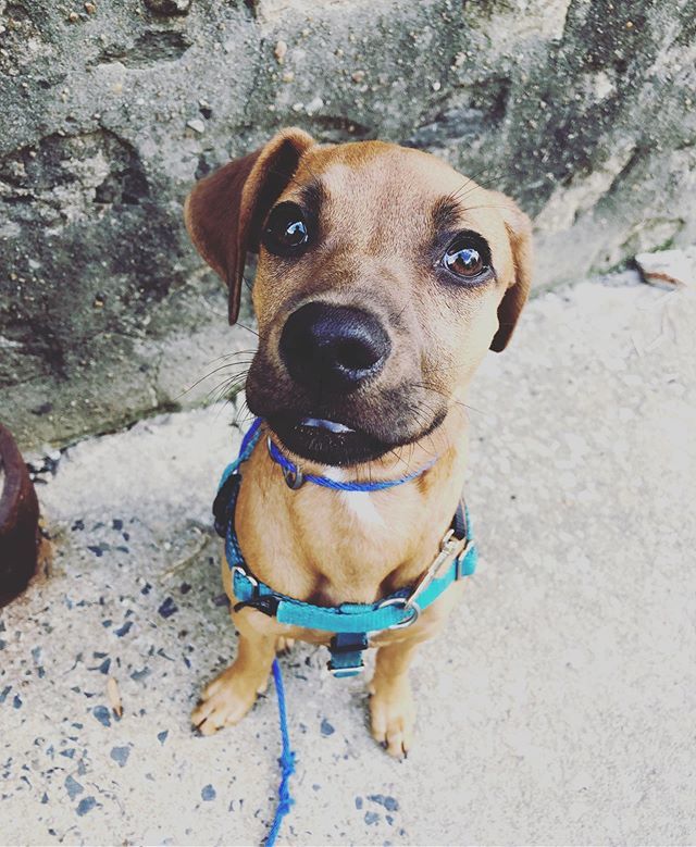 Opportunity Barks tweet media