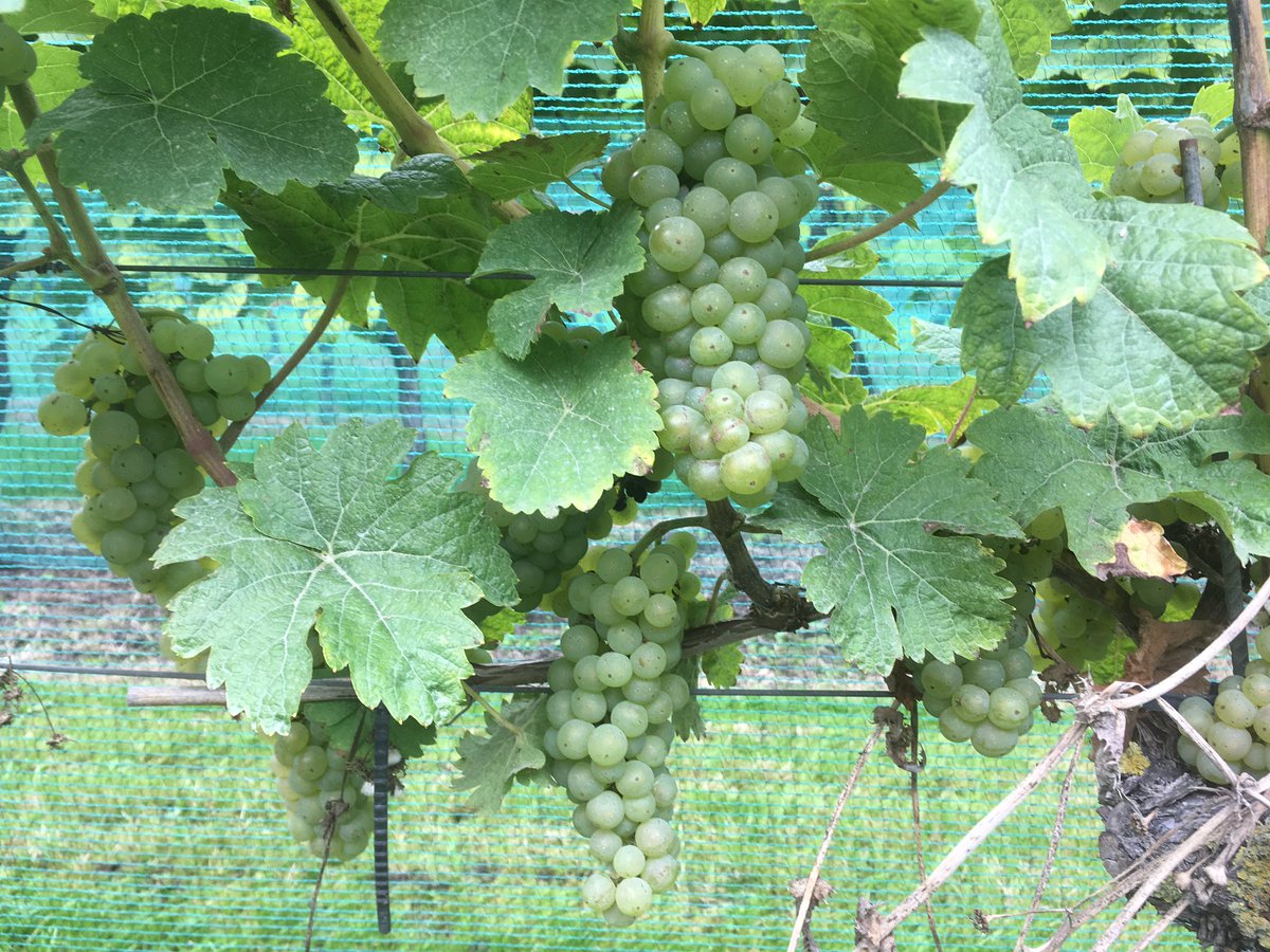 Komende zondag: Wijn &amp; Kunstfestival bij Saalhof! Met kunstenaars, live muziek, food zonder trucks en natuurlijk wijn!